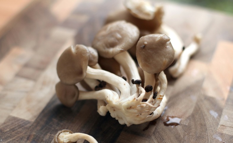 Oyster Mushrooms